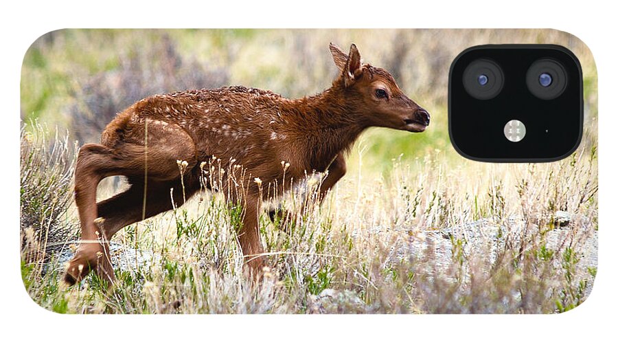 Baby Elk iPhone 12 Case featuring the photograph Baby Elk by Shane Bechler
