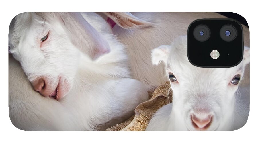 Photograph iPhone 12 Case featuring the photograph Baby Goats Napping by Natalie Rotman Cote