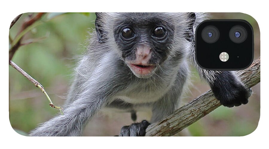 Red Colobus iPhone 12 Case featuring the photograph Baby Red Colobus Monkey by Tony Murtagh