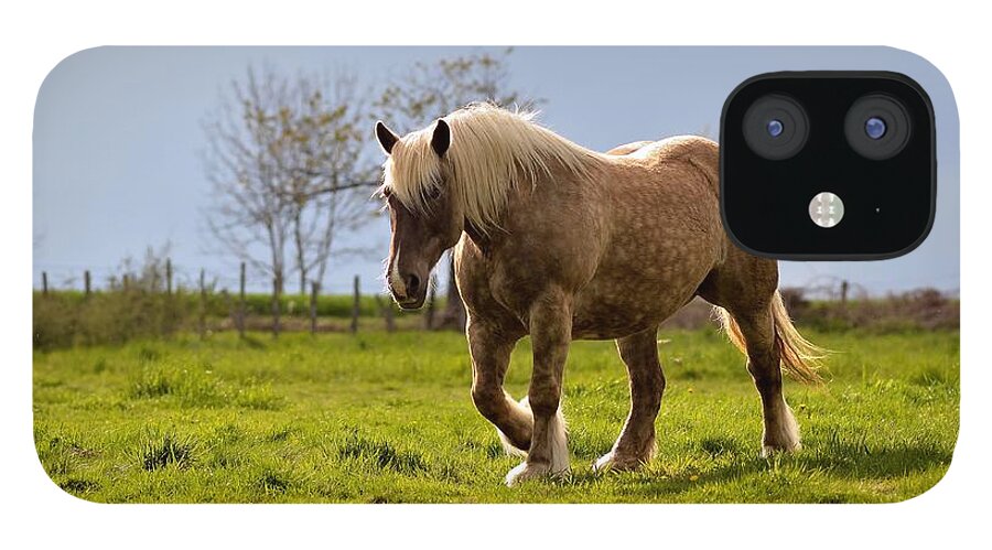 Nice iPhone 12 Case featuring the photograph Back light horse by Patrick Pestre
