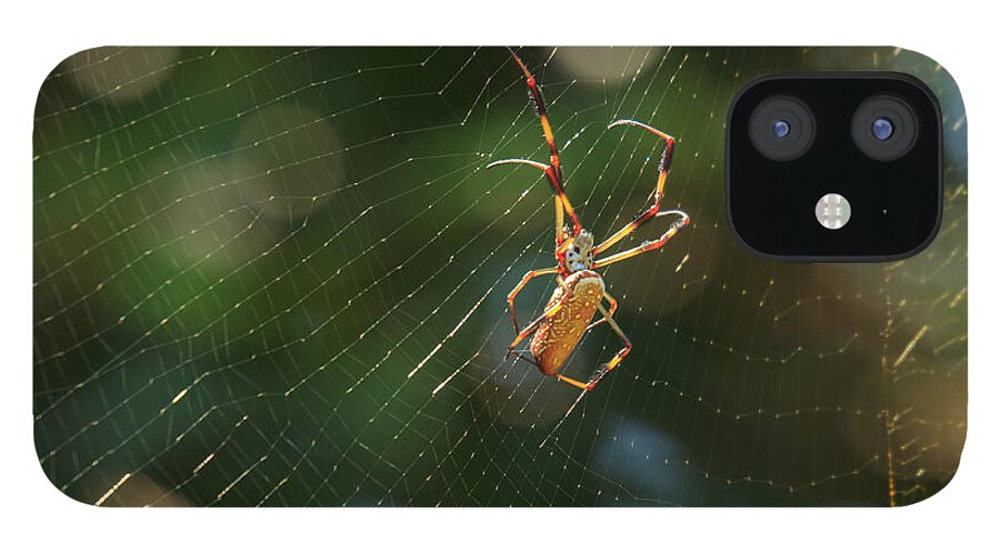 South Carolina iPhone 12 Case featuring the photograph Banana Spider in Web by Patricia Schaefer