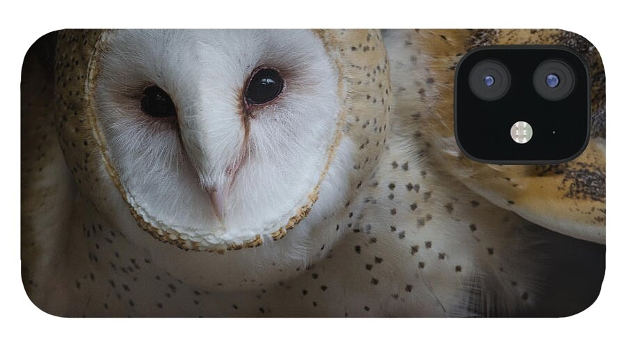 Barn Owl iPhone 12 Case featuring the photograph Barn Owl by Michael Hubley