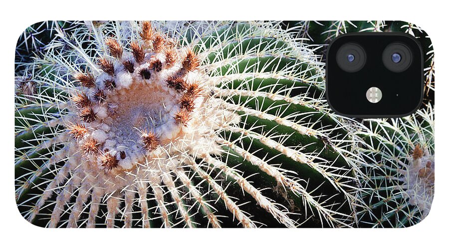 Care iPhone 12 Case featuring the photograph Barrel Cacti by Steve@colorado
