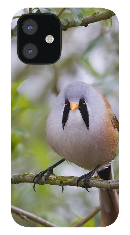 Bearded Tit iPhone 12 Case featuring the photograph Bearded Tit - 5 by Chris Smith