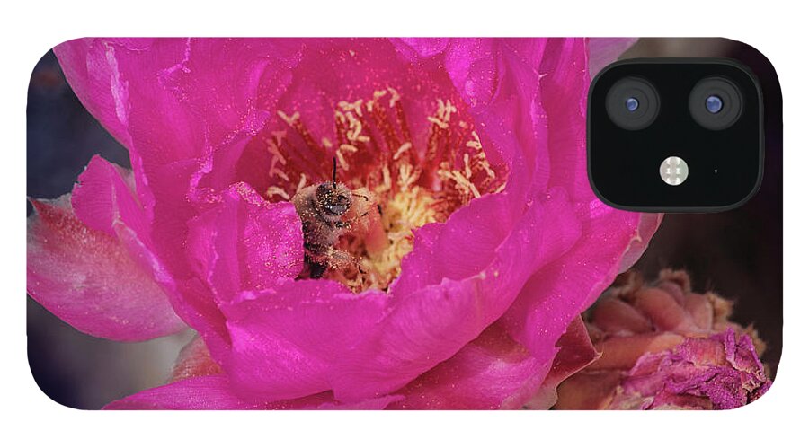 Cactus iPhone 12 Case featuring the photograph Bee on a Beavertail by Sandra Selle Rodriguez