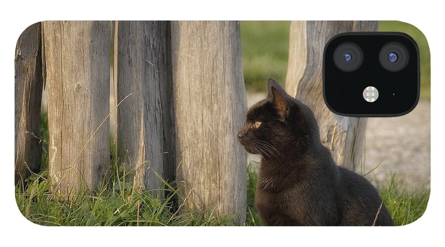 Cat iPhone 12 Case featuring the digital art Before The Attack by Leo Symon