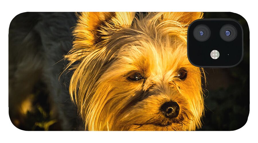 Jay Stockhaus iPhone 12 Case featuring the photograph Bella the Wonder Dog by Jay Stockhaus