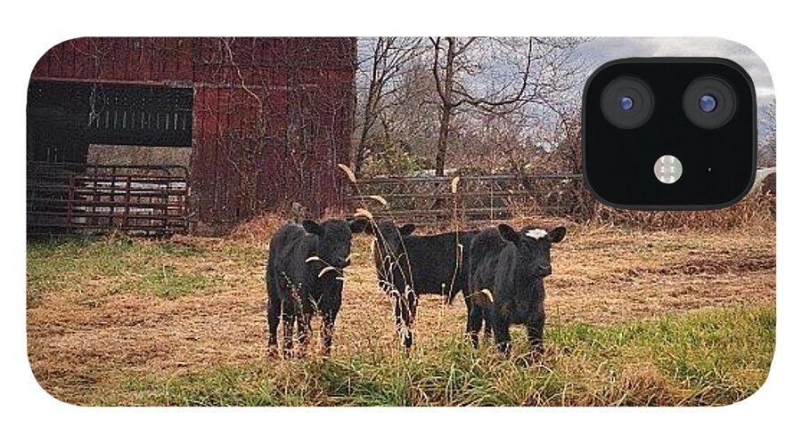 Livestock iPhone 12 Case featuring the photograph Beware Loose Calves On Country by Amber Flowers