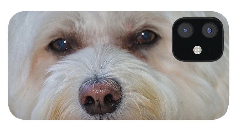 Dogs iPhone 12 Case featuring the photograph Bichon Frise by Winnie Chrzanowski