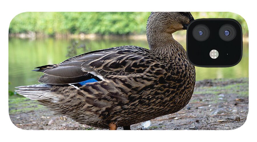 Bird iPhone 12 Case featuring the photograph Bird - Gadwall Duck Profile by Scott Lyons