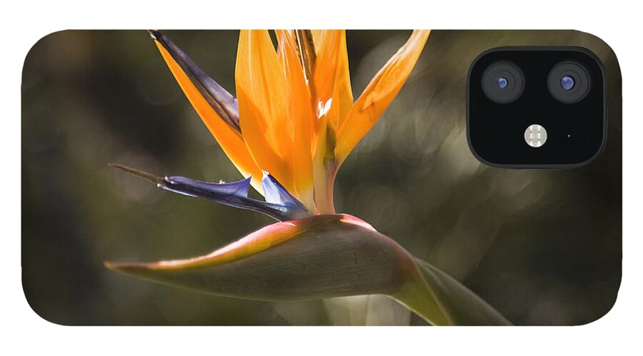 Flowers Photographs iPhone 12 Case featuring the photograph Bird of Paradise by David Millenheft