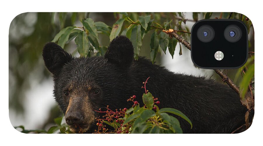 Bear iPhone 12 Case featuring the photograph Black Bear by Doug McPherson