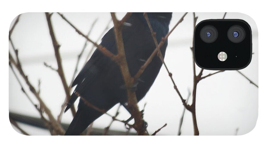 Black Bird iPhone 12 Case featuring the photograph Black Bird Anticipation by Linda L Martin