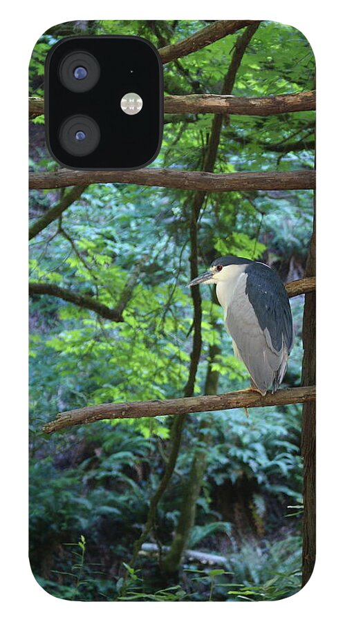 Heron iPhone 12 Case featuring the photograph Black-Crowned Night Heron by Ben Upham III