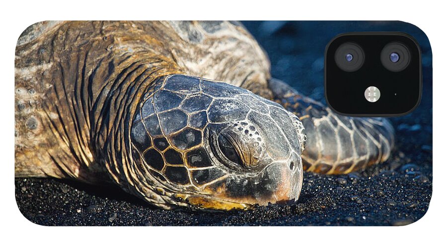 Sea Turtles iPhone 12 Case featuring the photograph Black Sand Nap by Denise Bird
