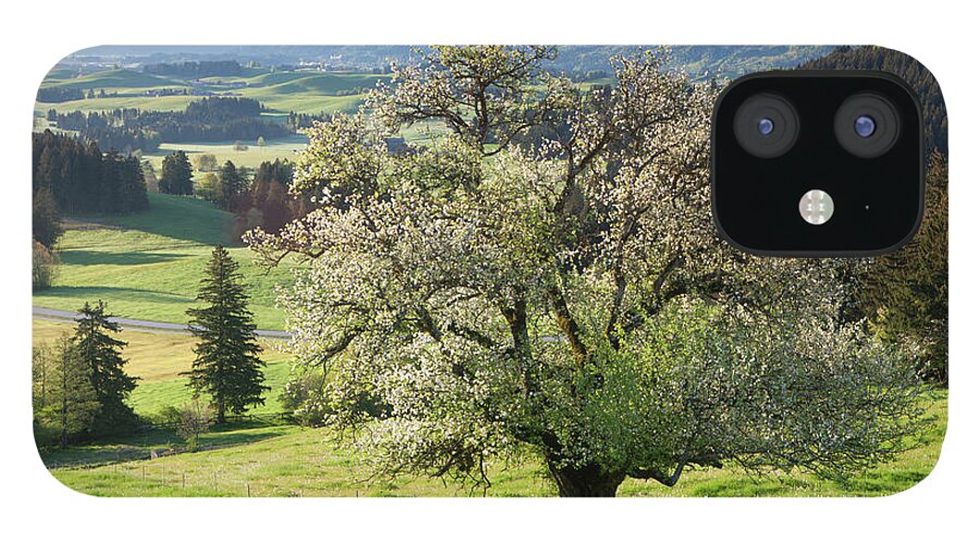 Scenics iPhone 12 Case featuring the photograph Blooming Apple Tree In A Meadow by Ingmar Wesemann