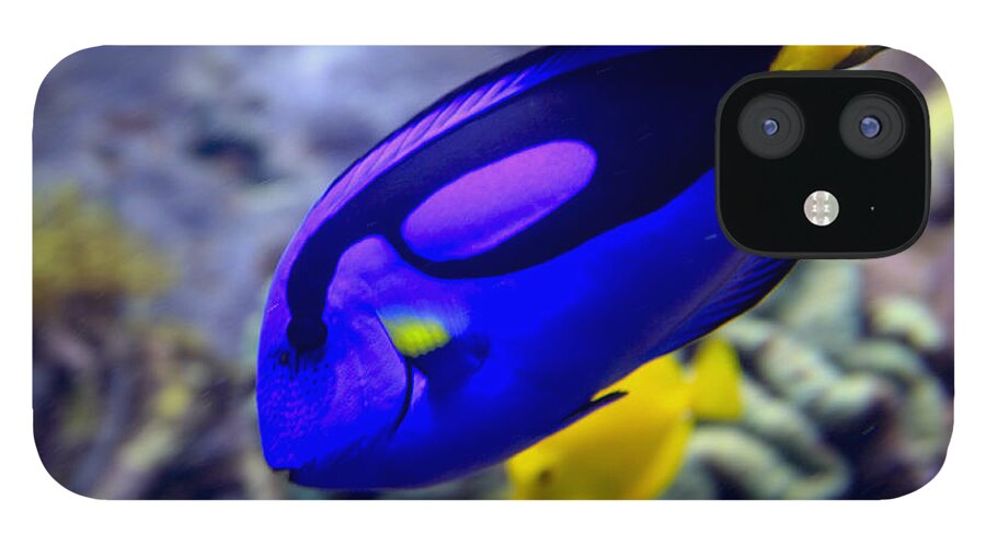 Tang iPhone 12 Case featuring the photograph Blue Tang Dory by Richard Lynch