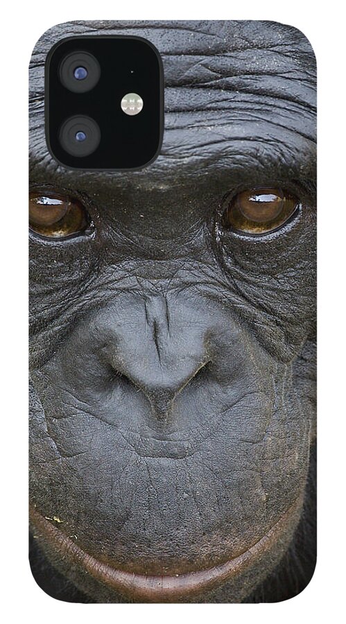 Feb0514 iPhone 12 Case featuring the photograph Bonobo Portrait by San Diego Zoo