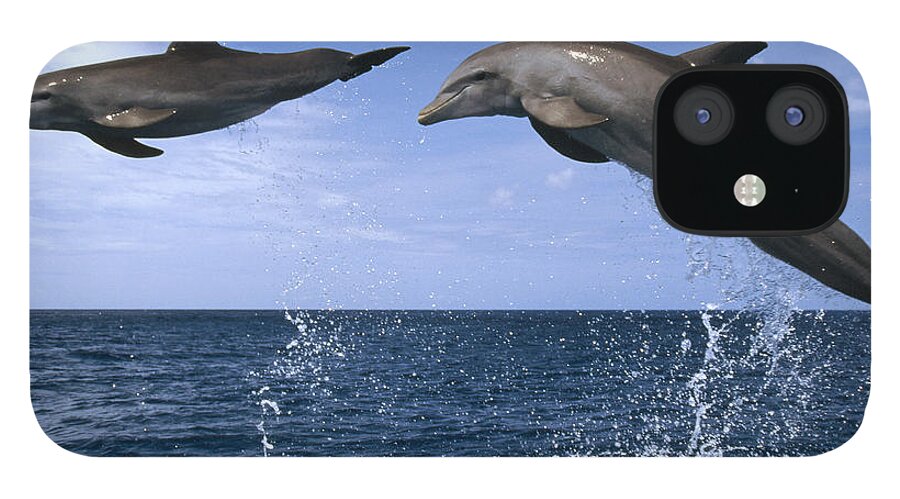 Feb0514 iPhone 12 Case featuring the photograph Bottlenose Dolphins Leaping Honduras by Konrad Wothe