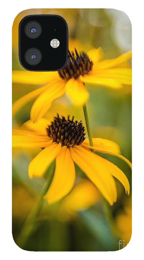 Flower iPhone 12 Case featuring the photograph Brown-Eyed Girls by Pamela Taylor