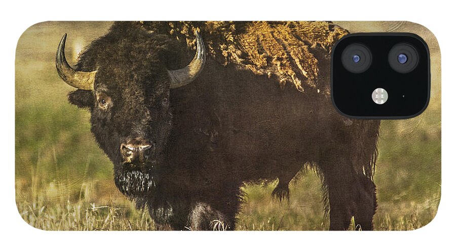 Bison iPhone 12 Case featuring the photograph Buffalo by Lou Novick