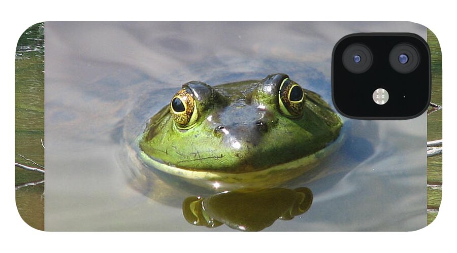 Frog iPhone 12 Case featuring the photograph Bull Frog and Pond by Natalie Rotman Cote