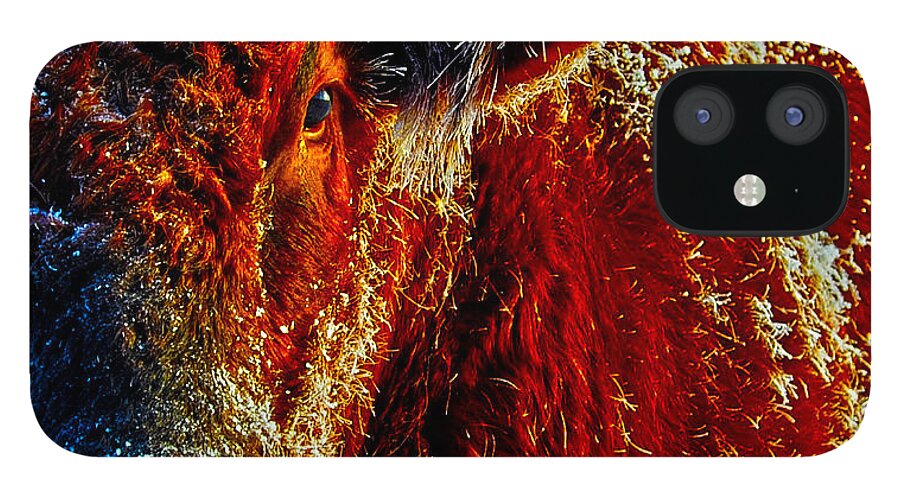 Hdr iPhone 12 Case featuring the photograph Bull on Ice by Amanda Smith