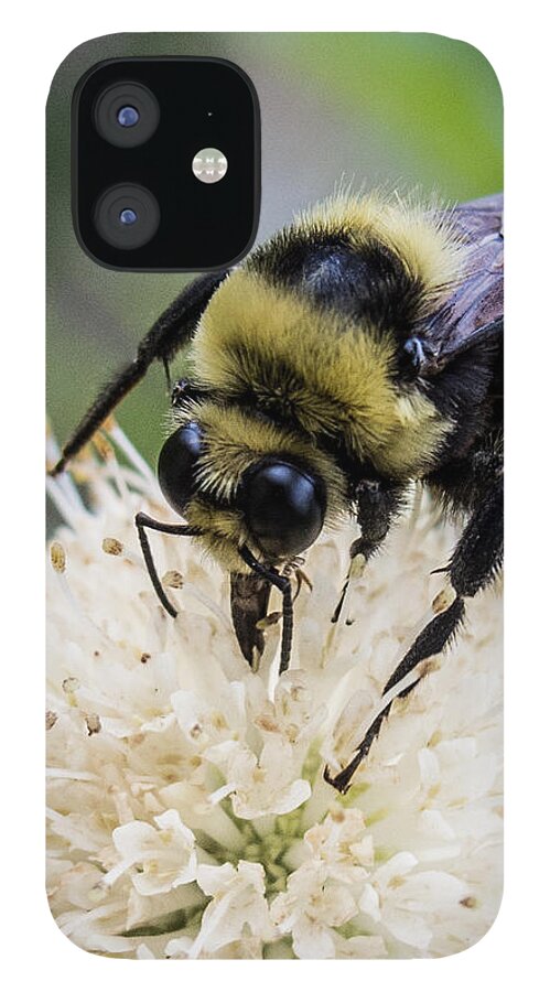Bumblebee iPhone 12 Case featuring the photograph Bumblebee on a Buttonwillow by Susan Eileen Evans