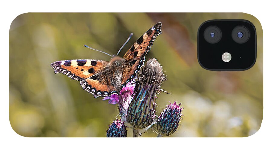 Butterfly iPhone 12 Case featuring the photograph Butterfly on tistle sep by Leif Sohlman