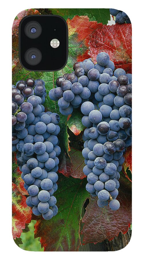Cabernet Sauvignon Grapes iPhone 12 Case featuring the photograph 5B6374-Cabernet Sauvignon Grapes at Harvest by Ed Cooper Photography