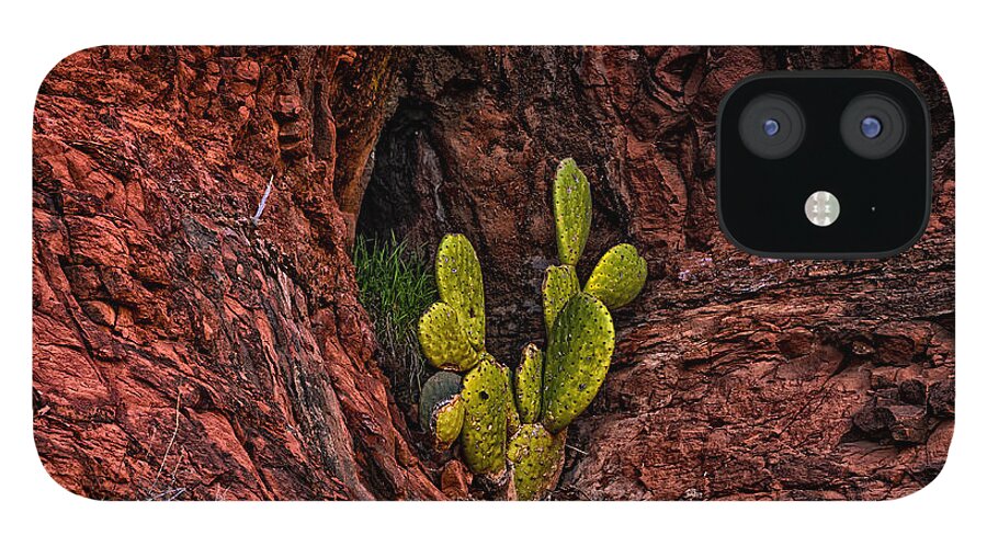 2014 iPhone 12 Case featuring the photograph Cactus Dwelling by Mark Myhaver