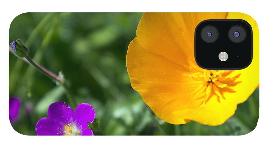 Poppy iPhone 12 Case featuring the photograph California Poppy by Josh Bryant
