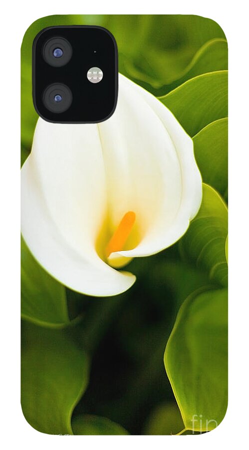 Calla Lily iPhone 12 Case featuring the photograph Calla Lily Plant by Richard J Thompson 