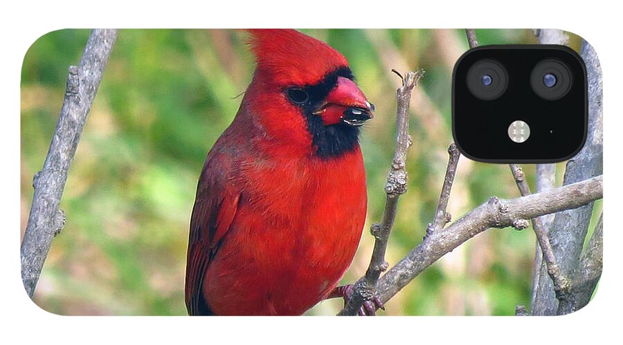 Cardinal iPhone 12 Case featuring the photograph Cardinal relishng his seed by Carolyn Hall