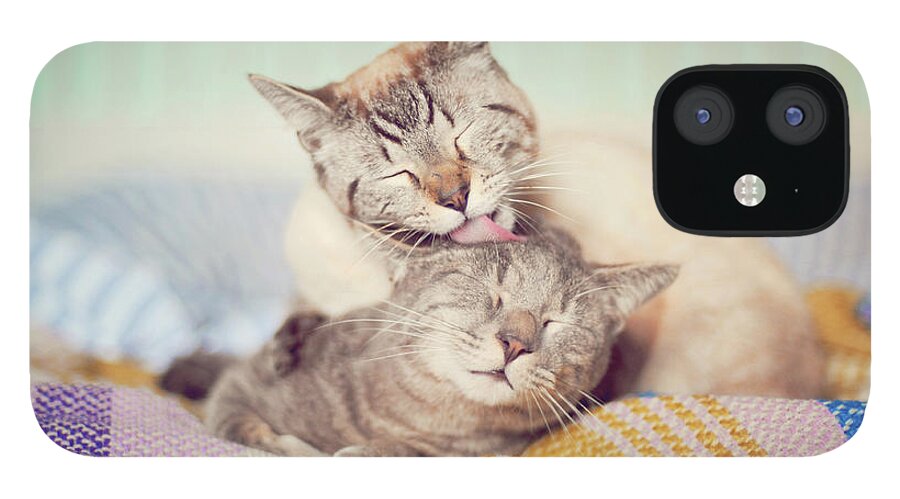 Pets iPhone 12 Case featuring the photograph Cat Licking Another Cat by Viola Tavazzani Photography