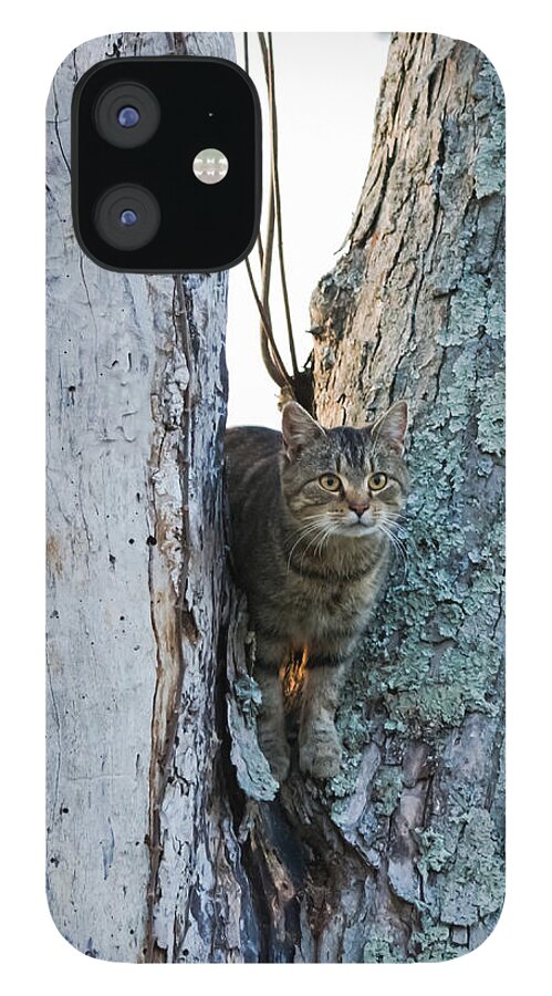 Cat iPhone 12 Case featuring the photograph Cat On The Lookout by Holden The Moment