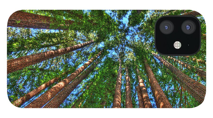 Redwood Trees iPhone 12 Case featuring the photograph Cathedral Redwood Grove by Lisa Chorny