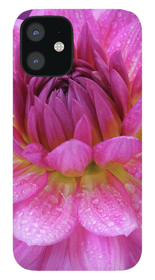 Haslemere iPhone 12 Case featuring the photograph Centre Of A Pink Dahlia Flower, Close-up by Rosemary Calvert