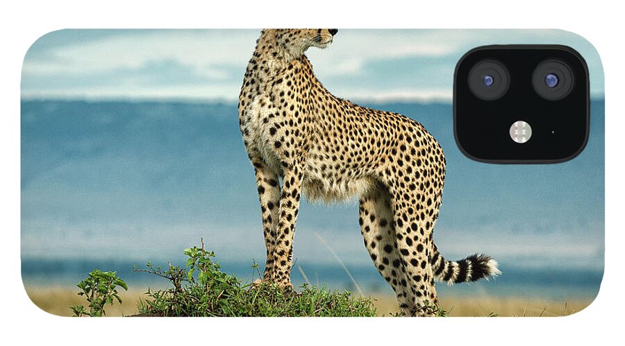 Scenics iPhone 12 Case featuring the photograph Cheetah On A Mound by Mike Hill