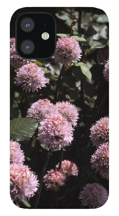 Retro Images Archive iPhone 12 Case featuring the photograph Chive Flowers by Retro Images Archive