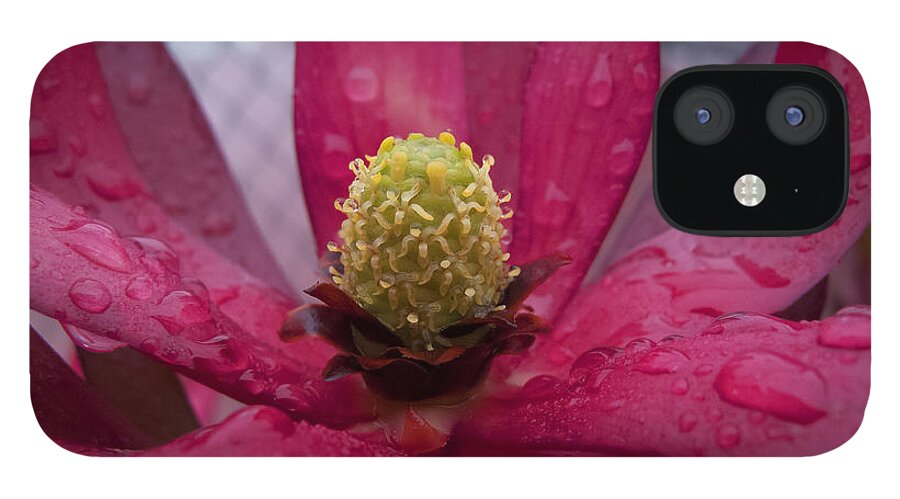 Flowers iPhone 12 Case featuring the photograph Christmas Flower by Derek Dean