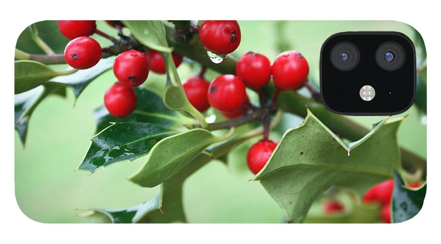 Nature iPhone 12 Case featuring the photograph Christmas Holly by Gerry Bates