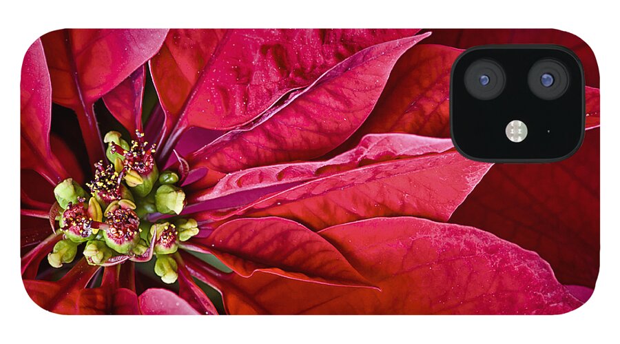 Bloom iPhone 12 Case featuring the photograph Christmas Petals by Christi Kraft