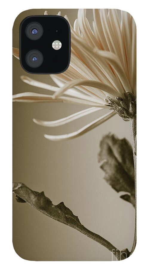 Beautiful iPhone 12 Case featuring the photograph Chrysanthemum Petals 2 by Jo Ann Tomaselli