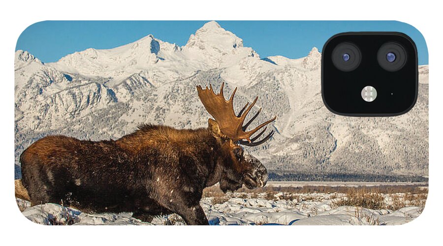 Moose iPhone 12 Case featuring the photograph Clearing Sky by Kevin Dietrich