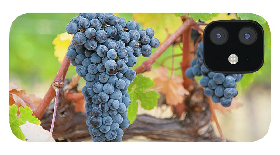 Outdoors iPhone 12 Case featuring the photograph Clusters Of Merlot Grapes by Stuart Mccall