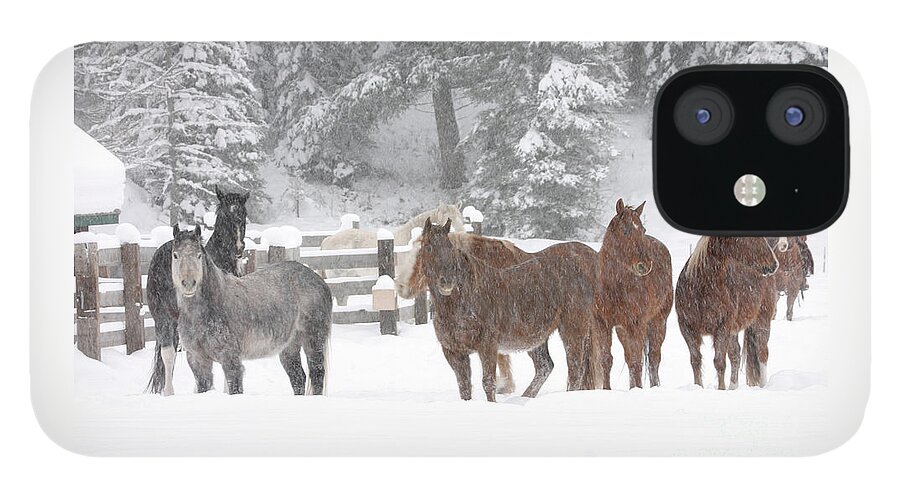 Horses iPhone 12 Case featuring the photograph Cold Ponnies by Diane Bohna