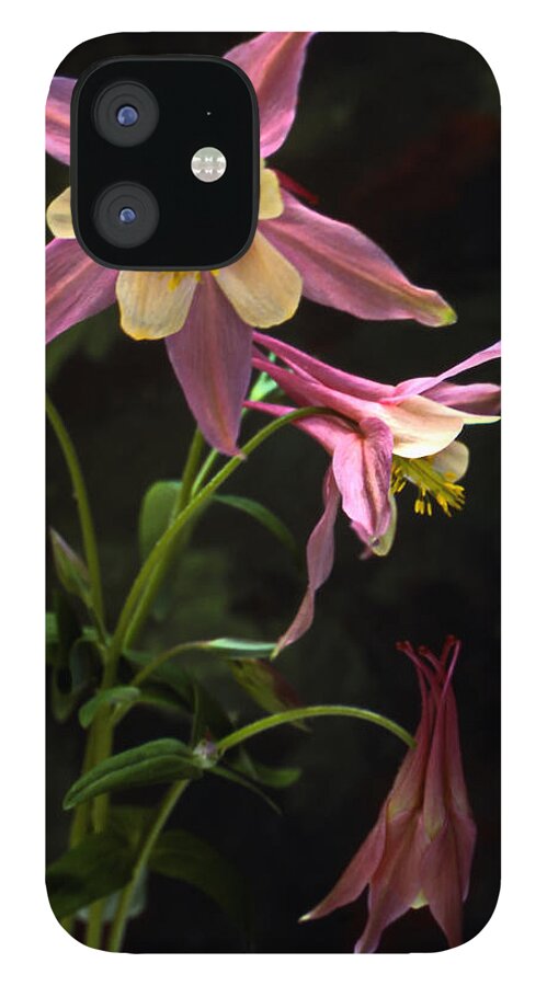 Flowers iPhone 12 Case featuring the photograph Columbine Trio by Harold Rau