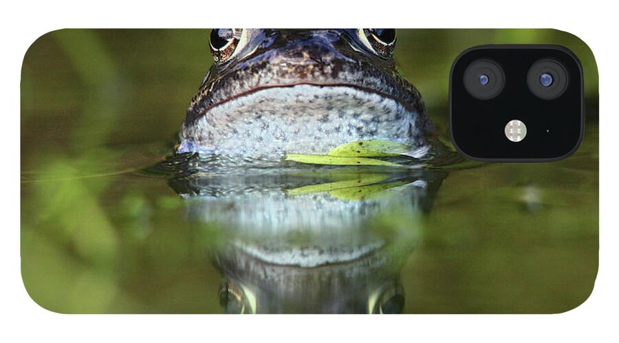 Animal Themes iPhone 12 Case featuring the photograph Common Frog In Pond by Iain Lawrie