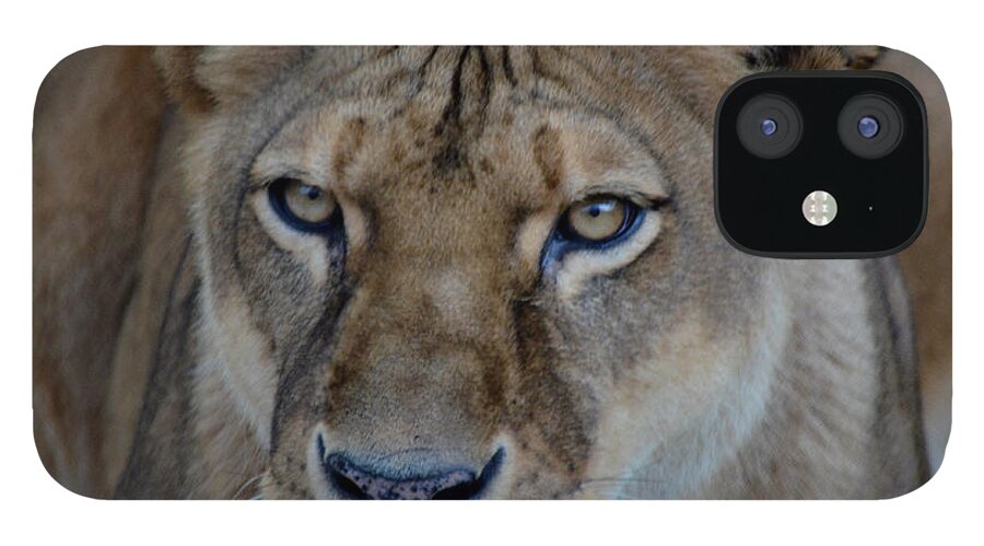 Lion iPhone 12 Case featuring the photograph Concerned Lioness by Maggy Marsh